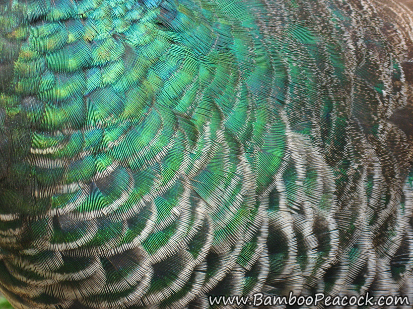 Peahen Neck Feathers